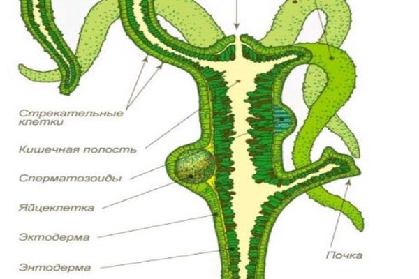 Kraken tor